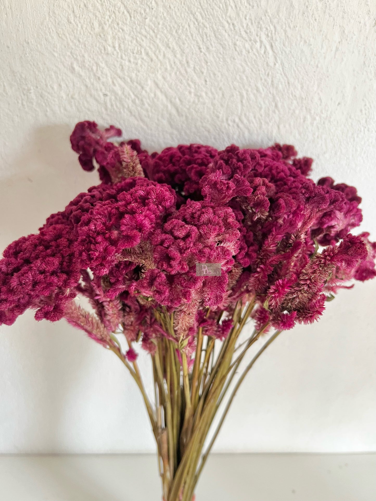 DRIED CELOSIA COCKSCOMB