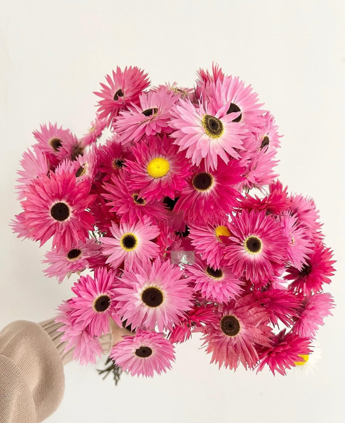 PAPER PINK DAISY