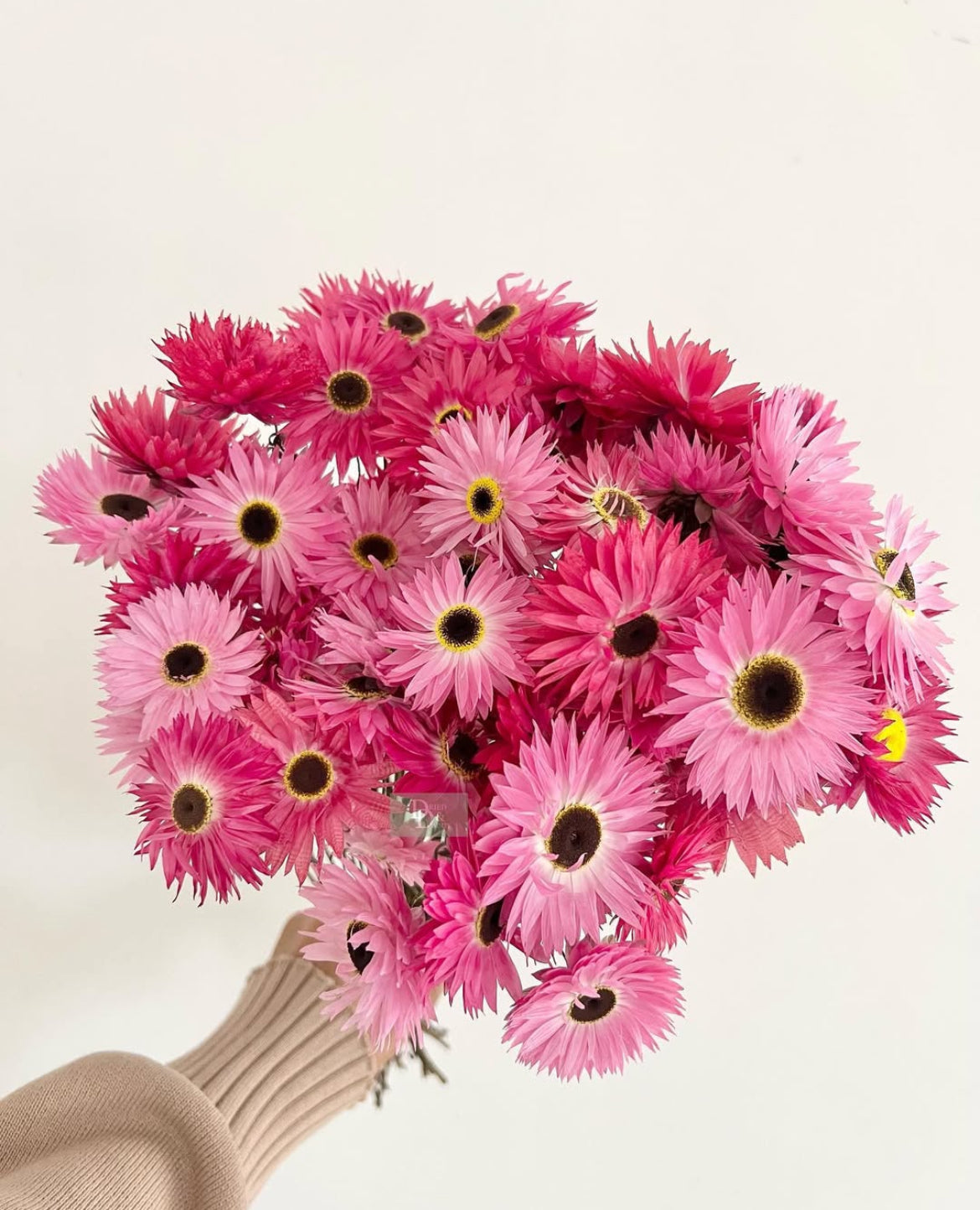 PAPER PINK DAISY