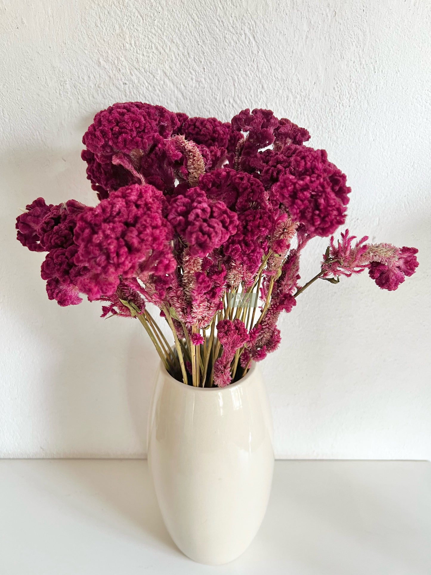 DRIED CELOSIA COCKSCOMB