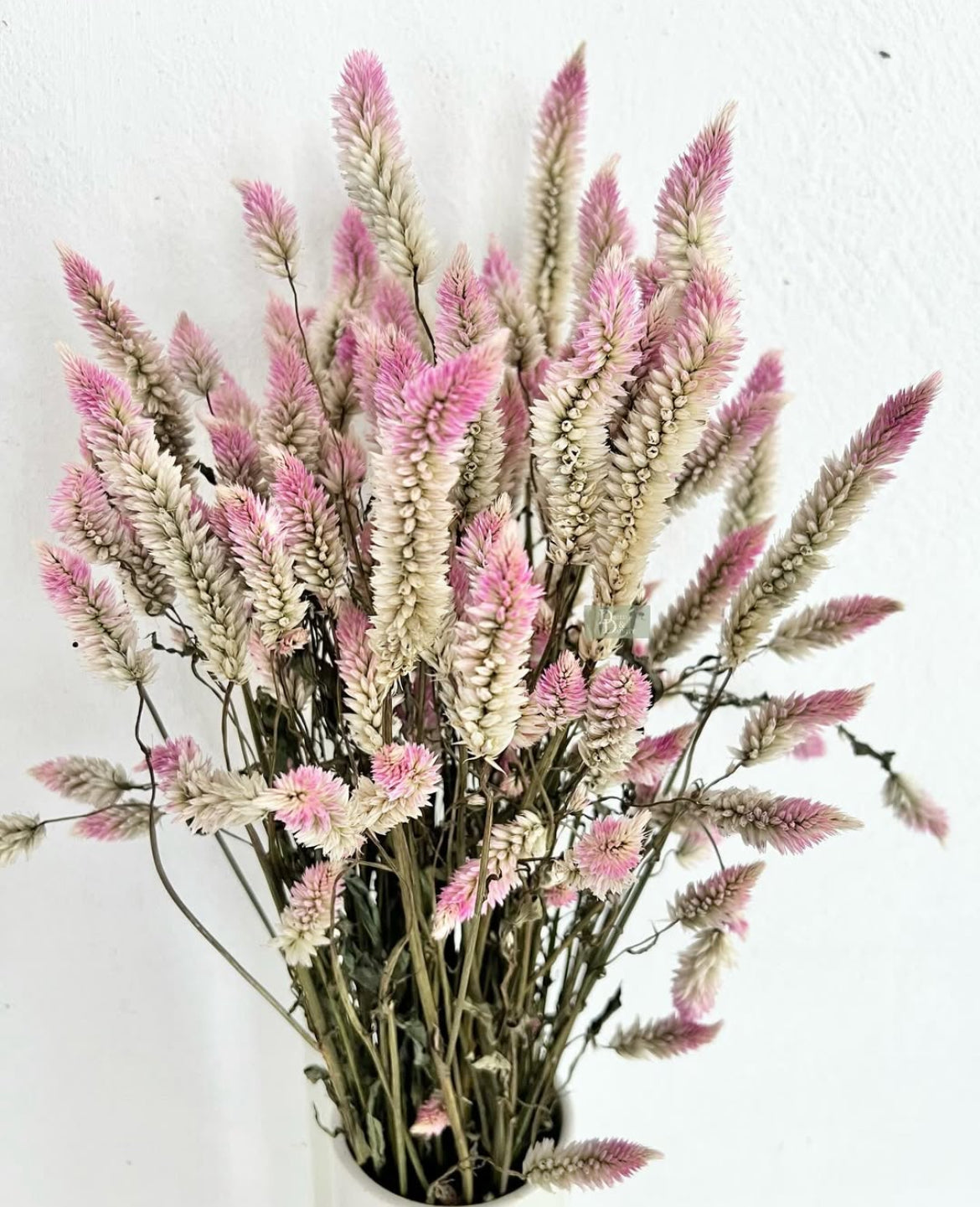 Flamingo Celosia
