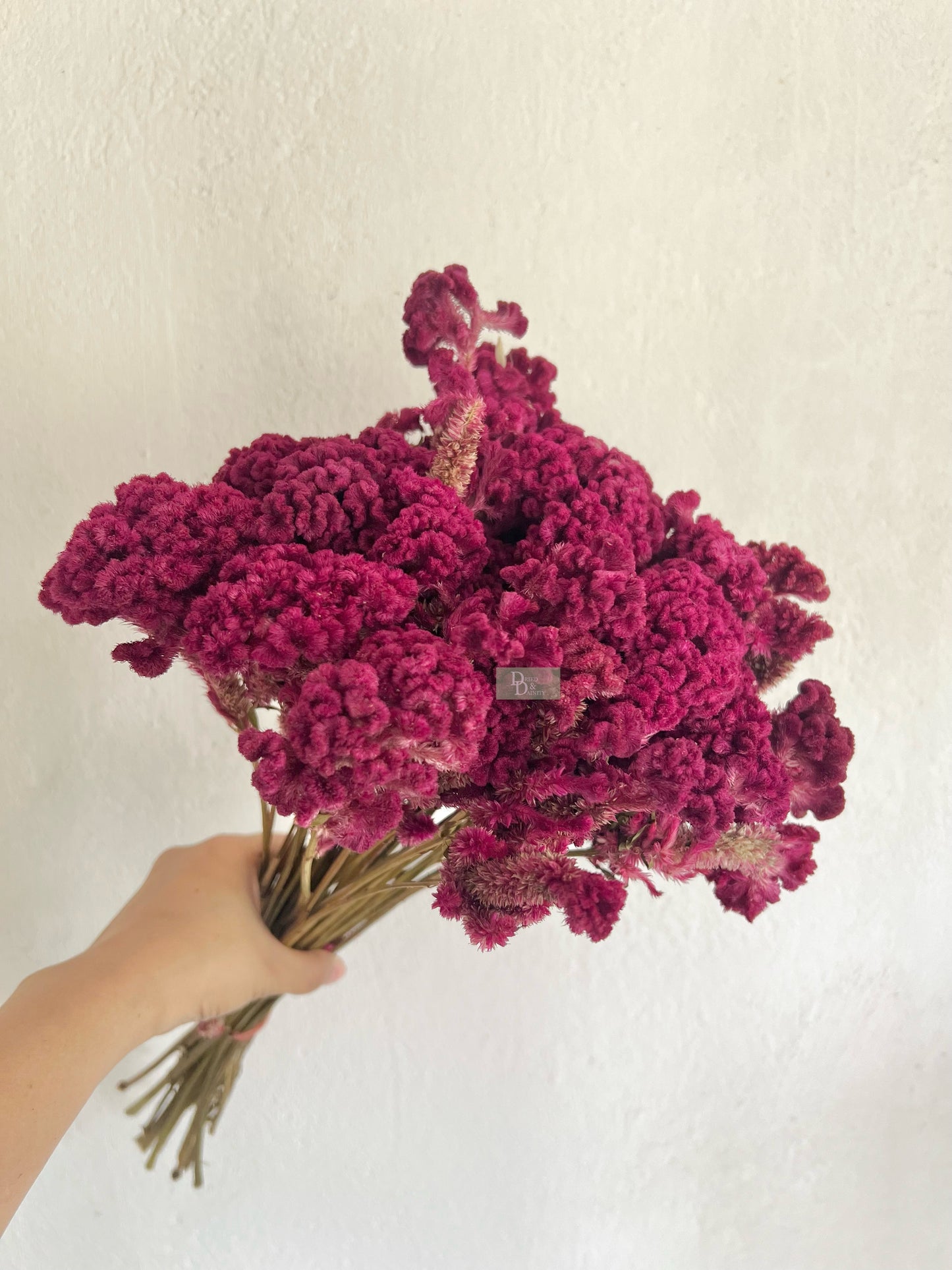 DRIED CELOSIA COCKSCOMB