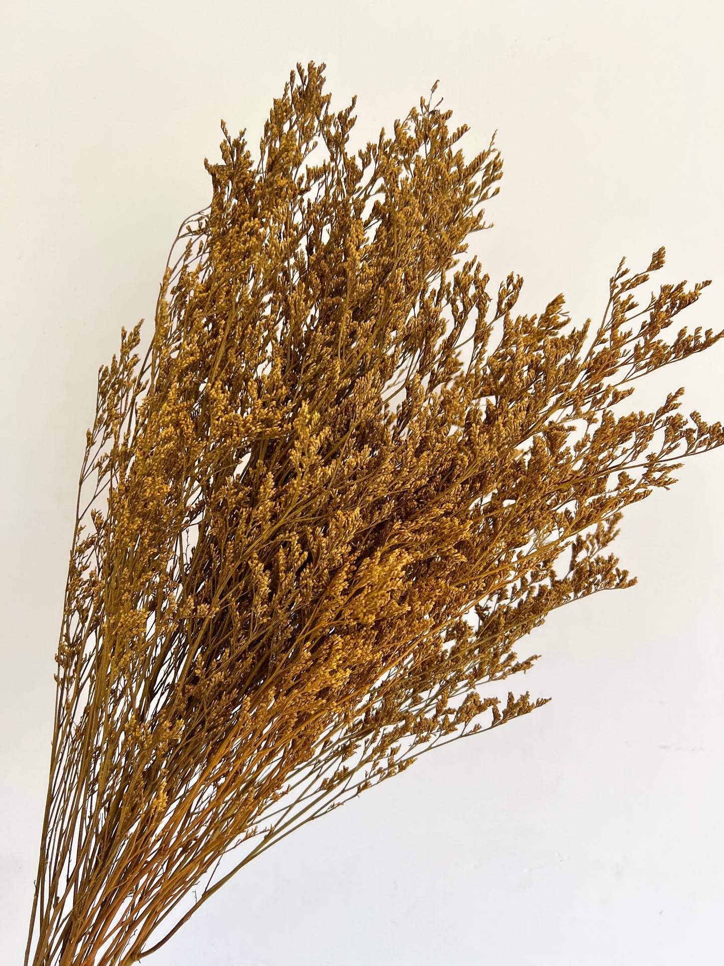 PRESERVED LIMONIUM