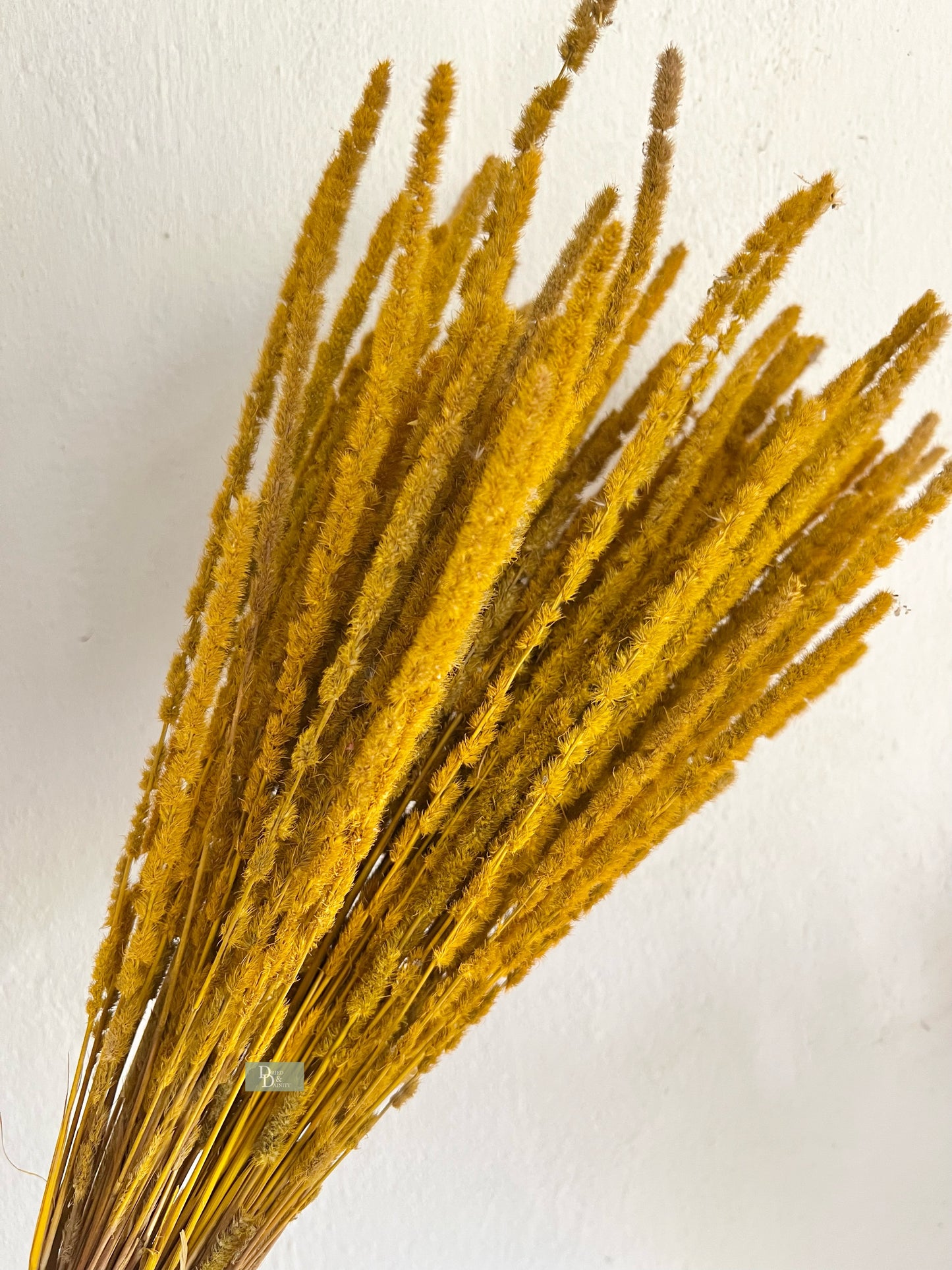 WILD GRASS BUNCH