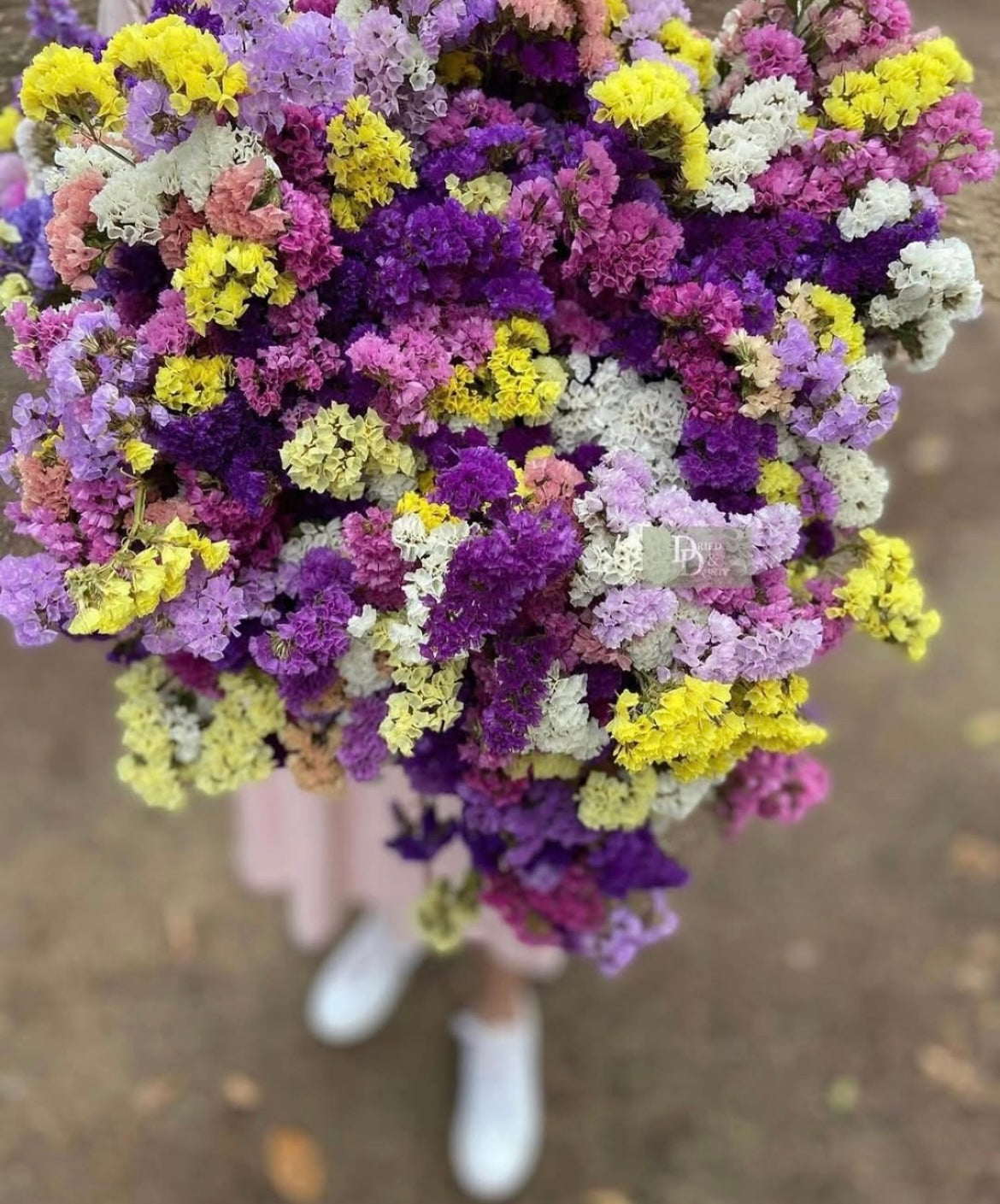 STATICE | SEA LAVENDER