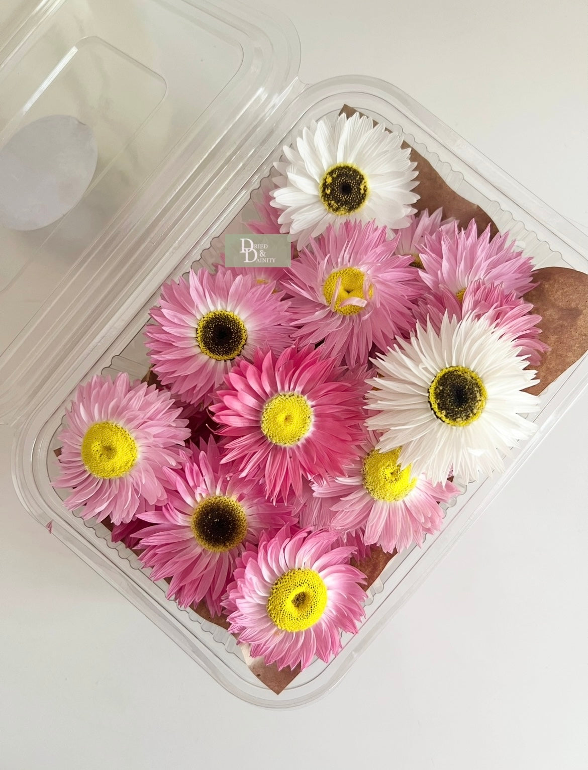 Dried Paper Daisy box