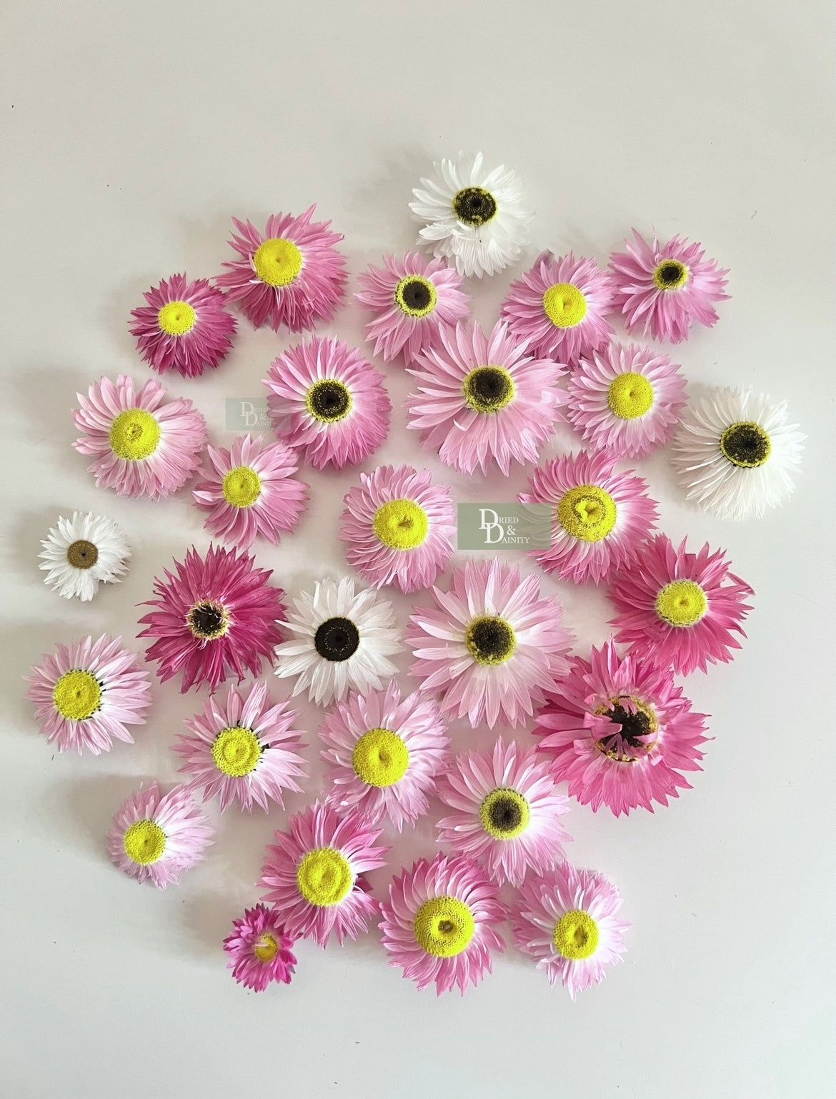 Dried Paper Daisy box
