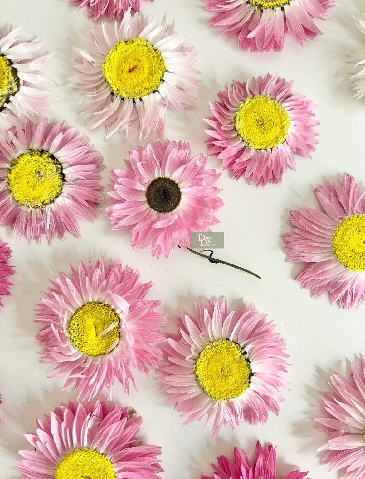 Dried Paper Daisy box