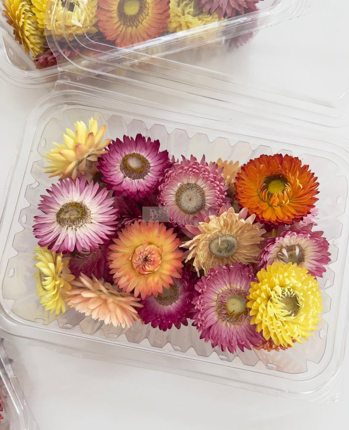 DRIED STRAW FLOWER BOX