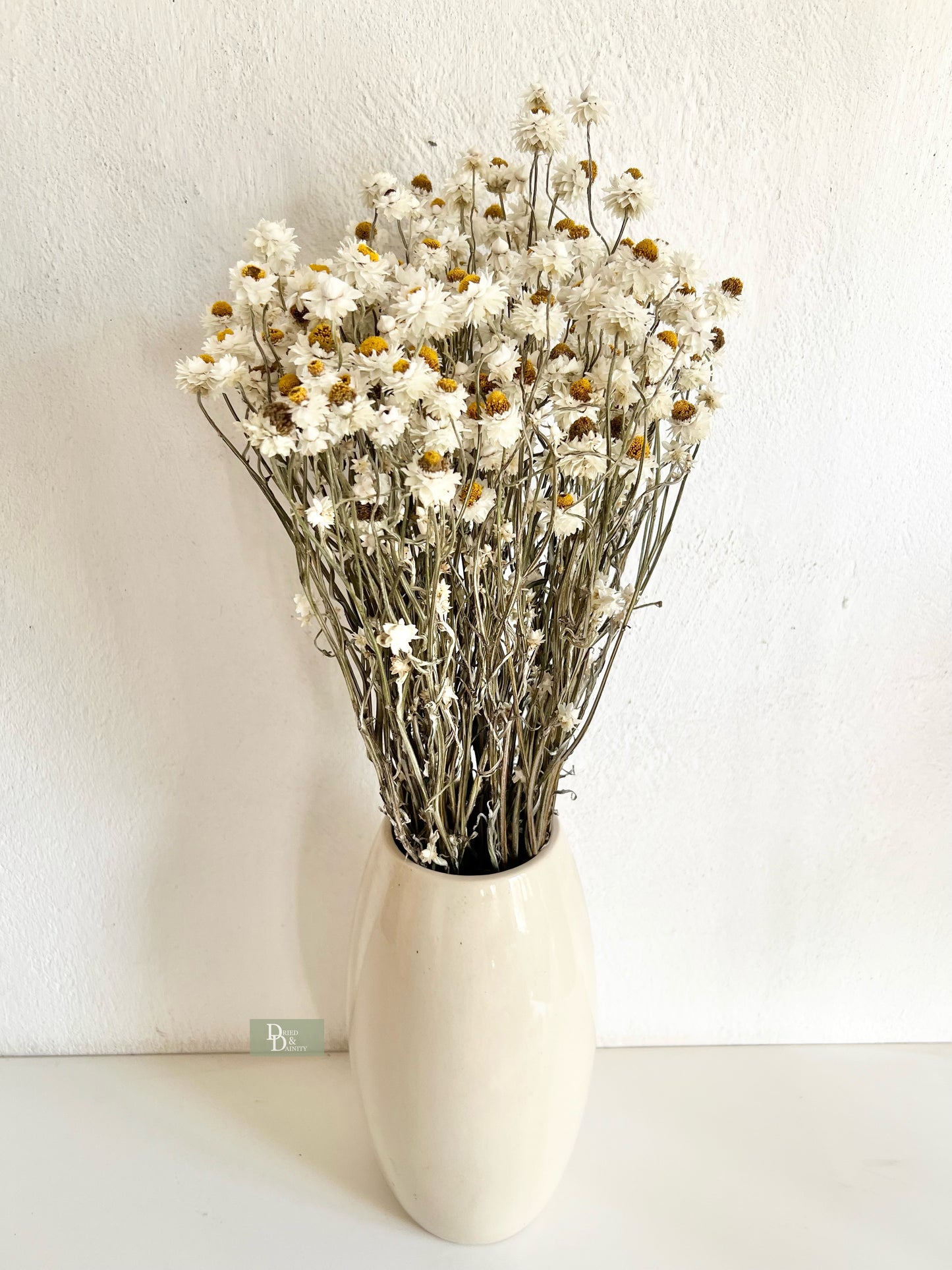 Dried Ammobium Daisy