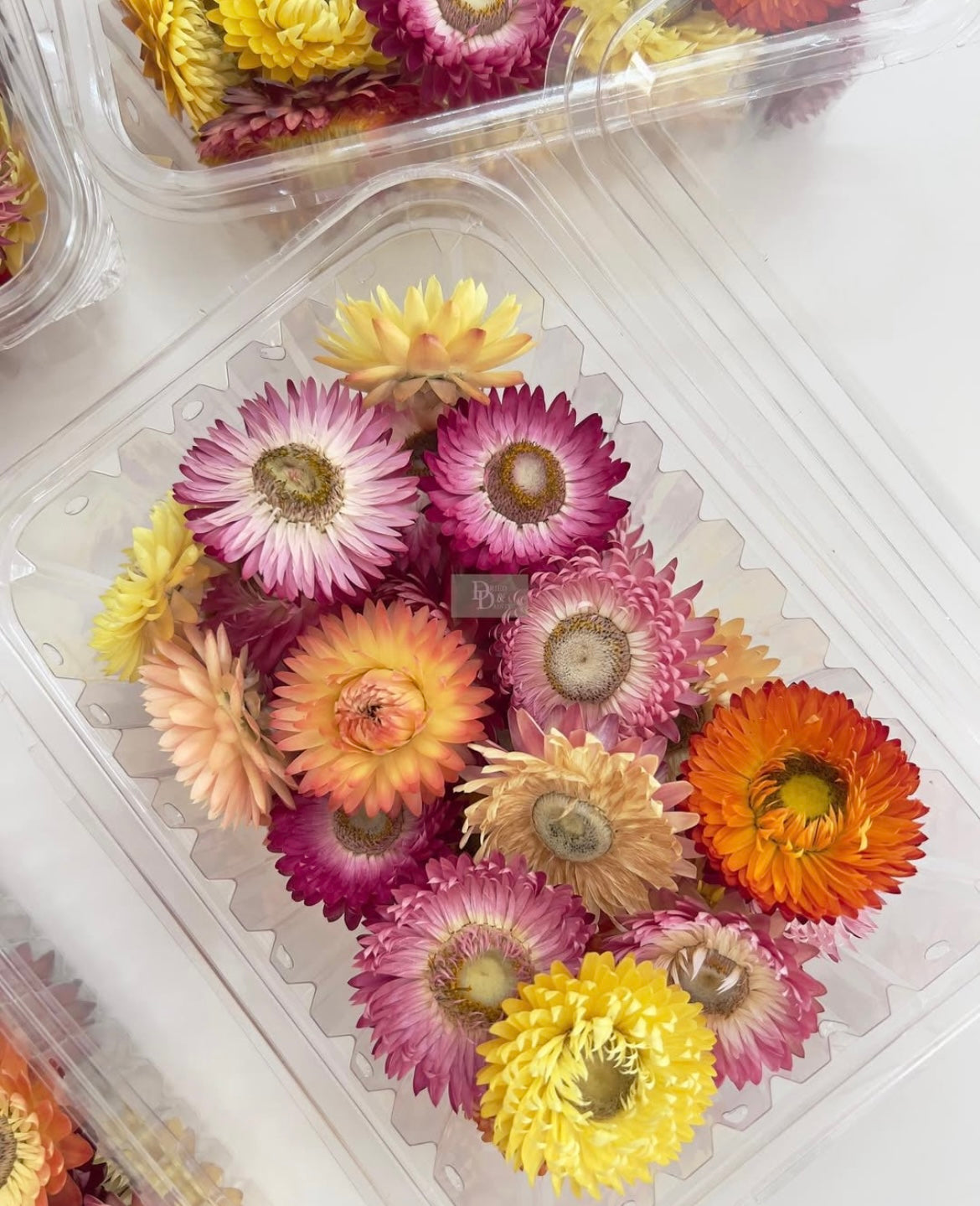 DRIED STRAW FLOWER BOX