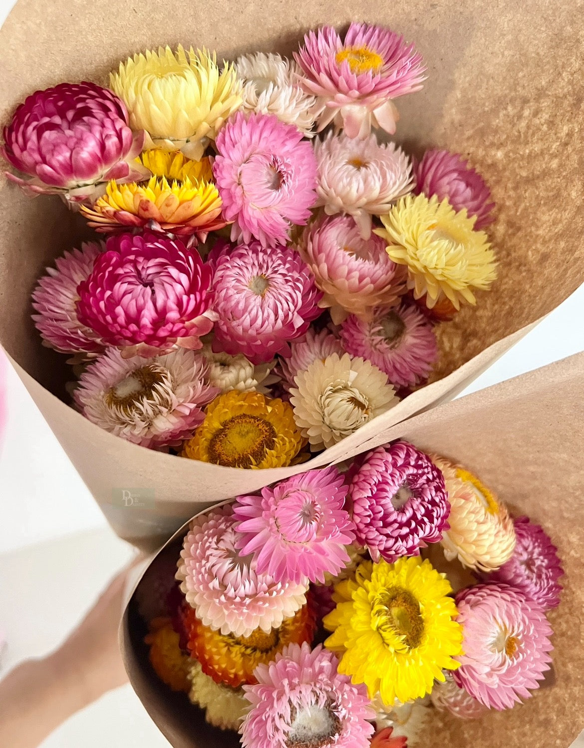 STRAW FLOWERS