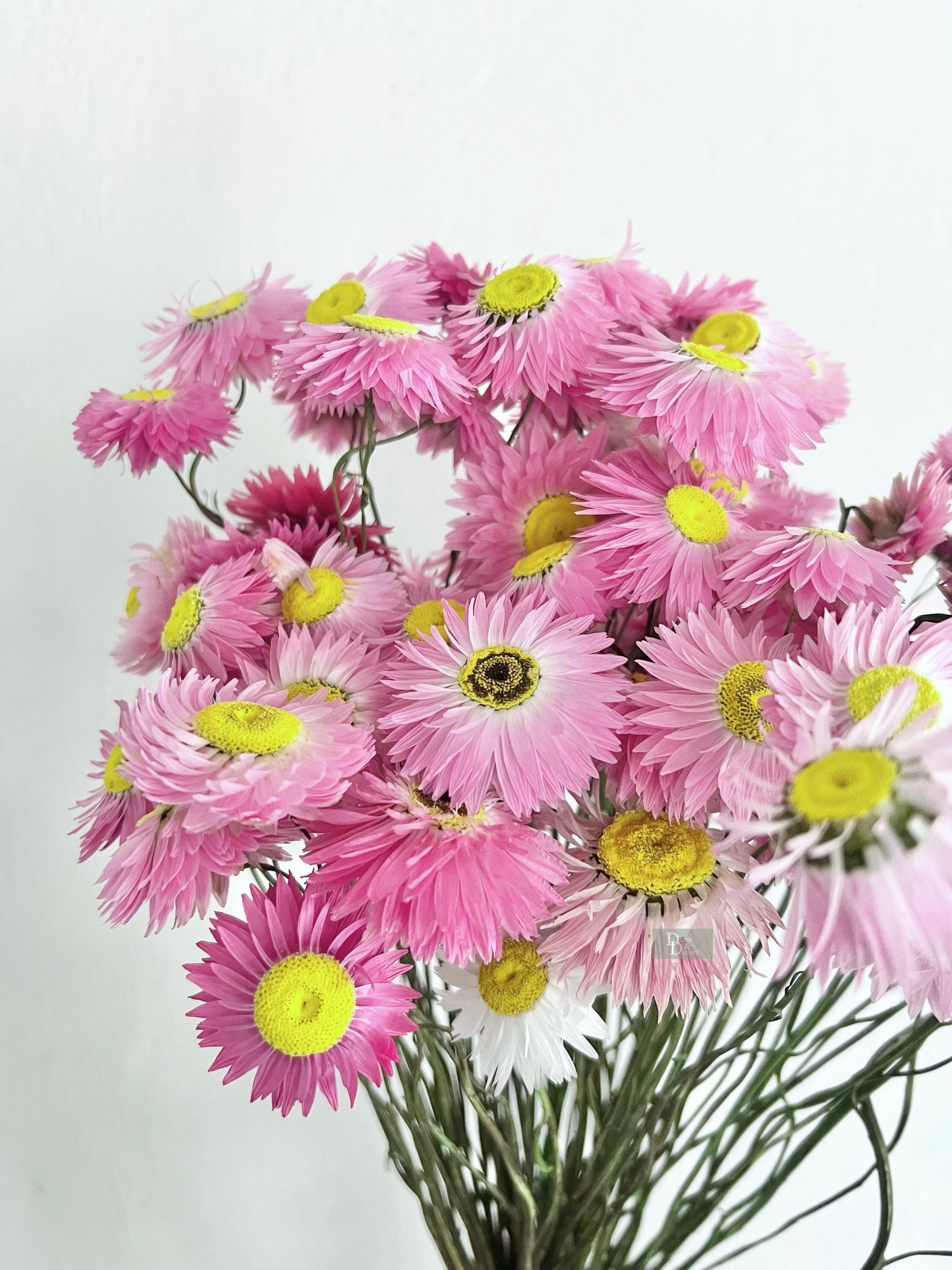 Pink paper Daisy