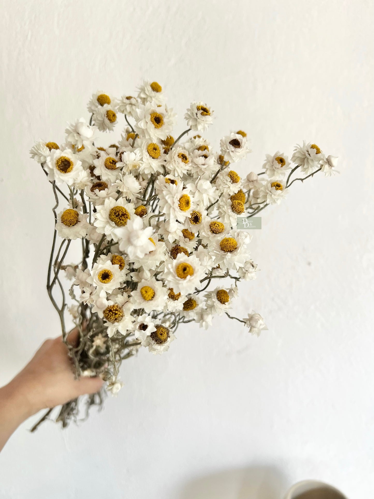 Dried Ammobium Daisy