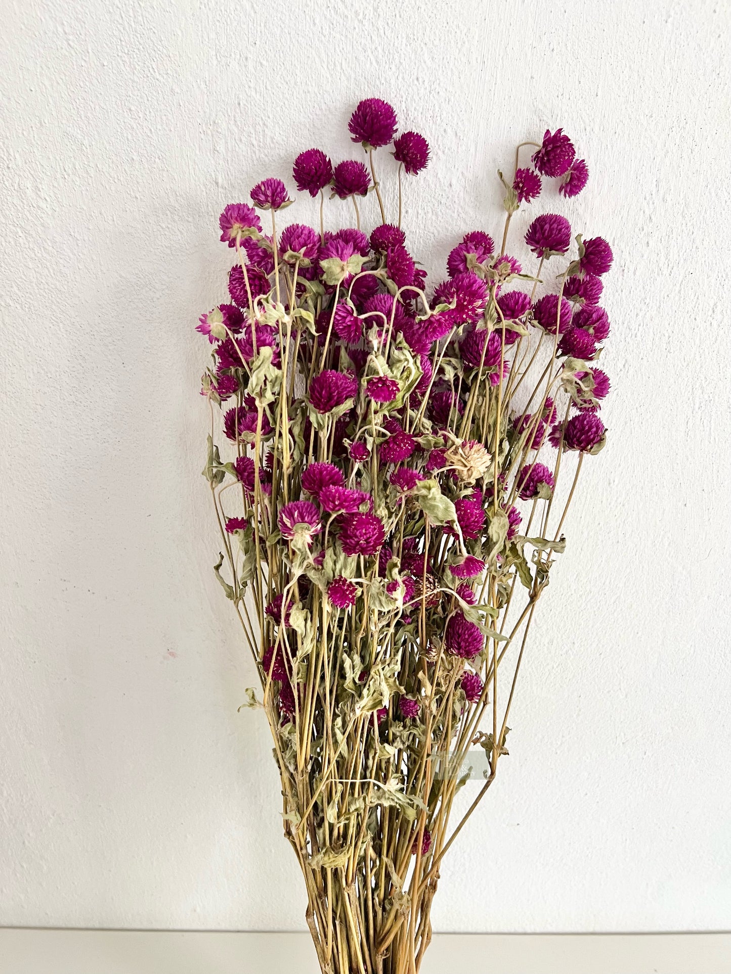 GOMPHERENA/GLOBE AMARANTH/GLOBOSA