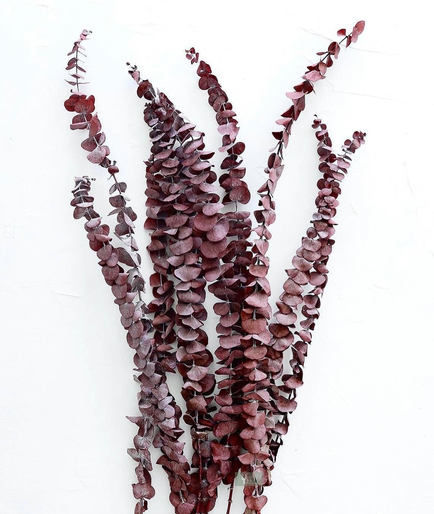 Preserved Maroon Eucalyptus