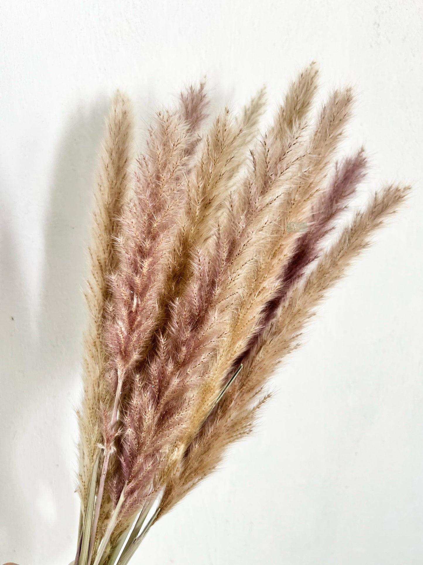 FOXTAIL PAMPAS