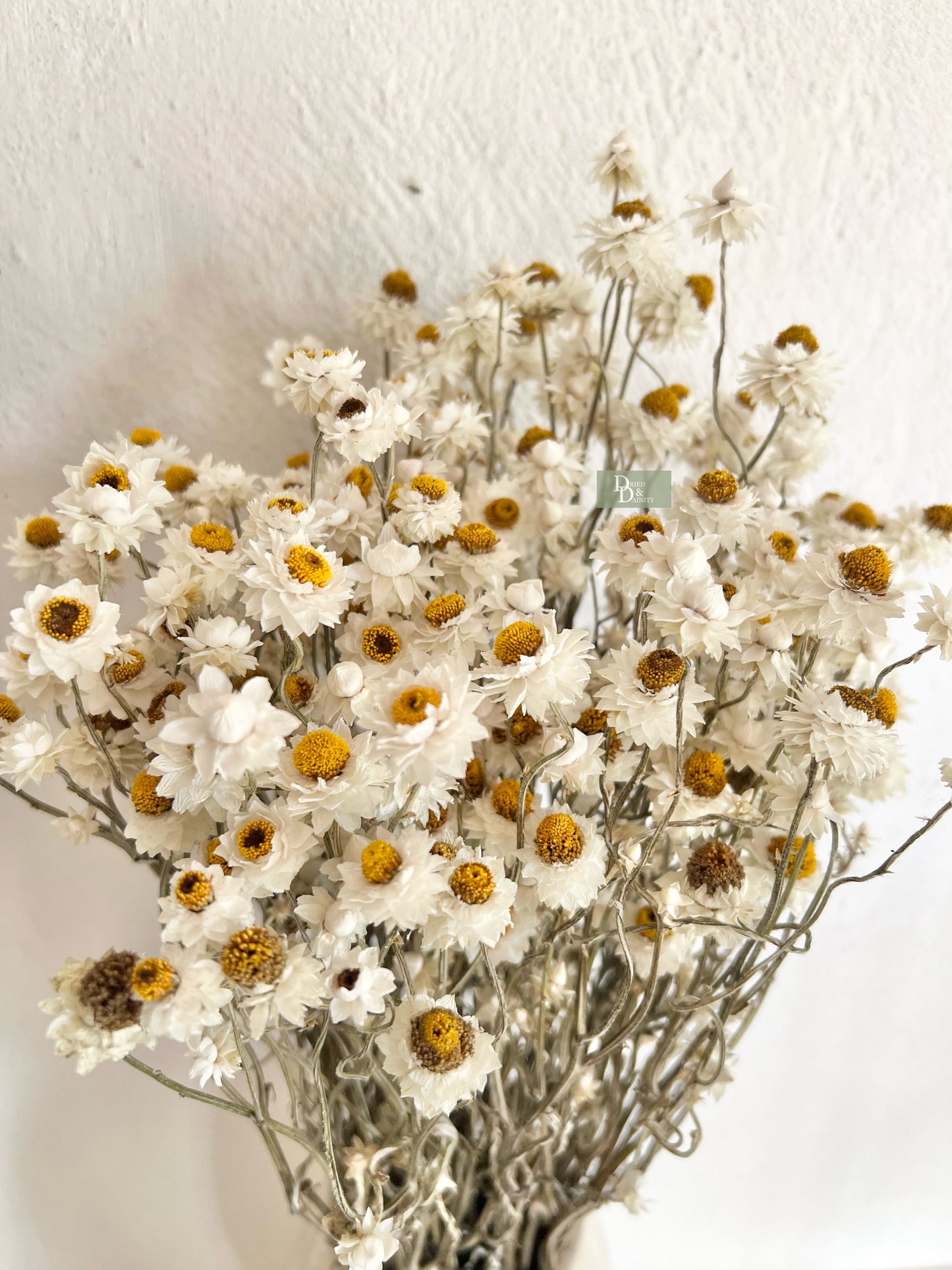 Dried Ammobium Daisy