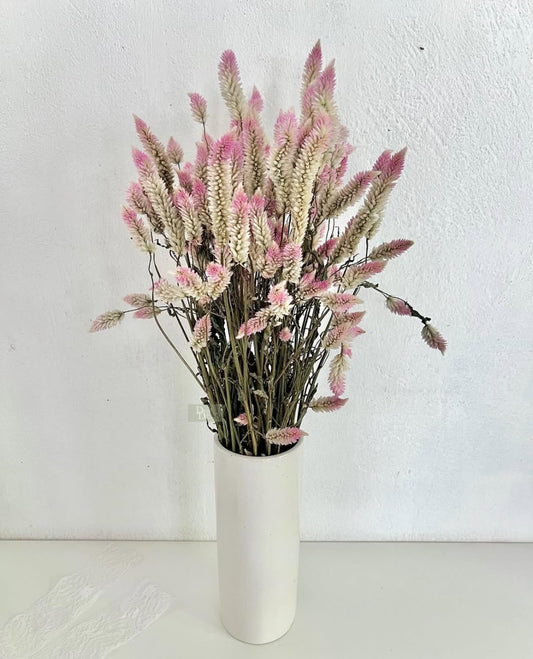 Flamingo Celosia