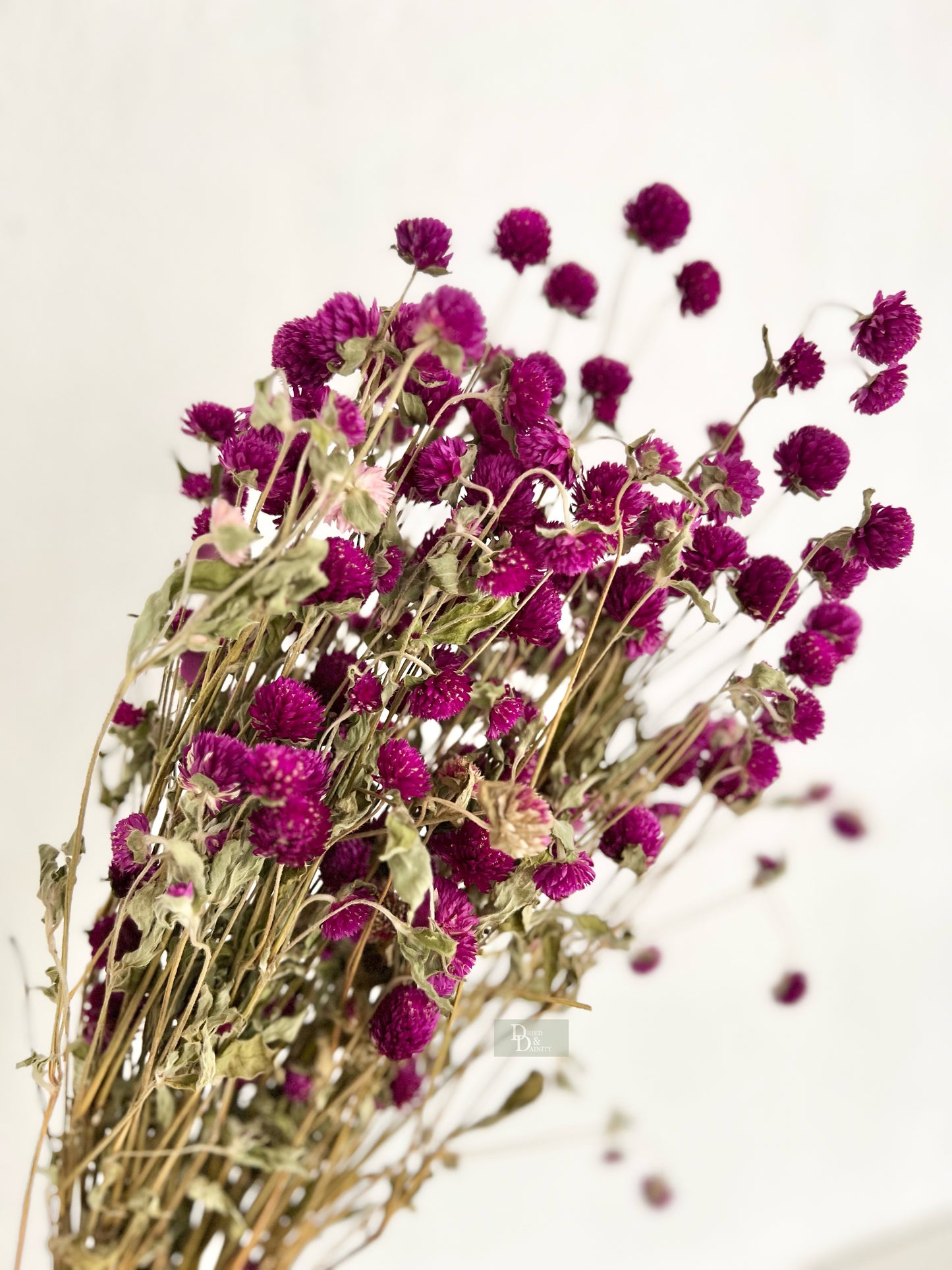 GOMPHERENA/GLOBE AMARANTH/GLOBOSA