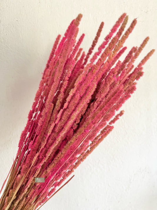 WILD GRASS BUNCH