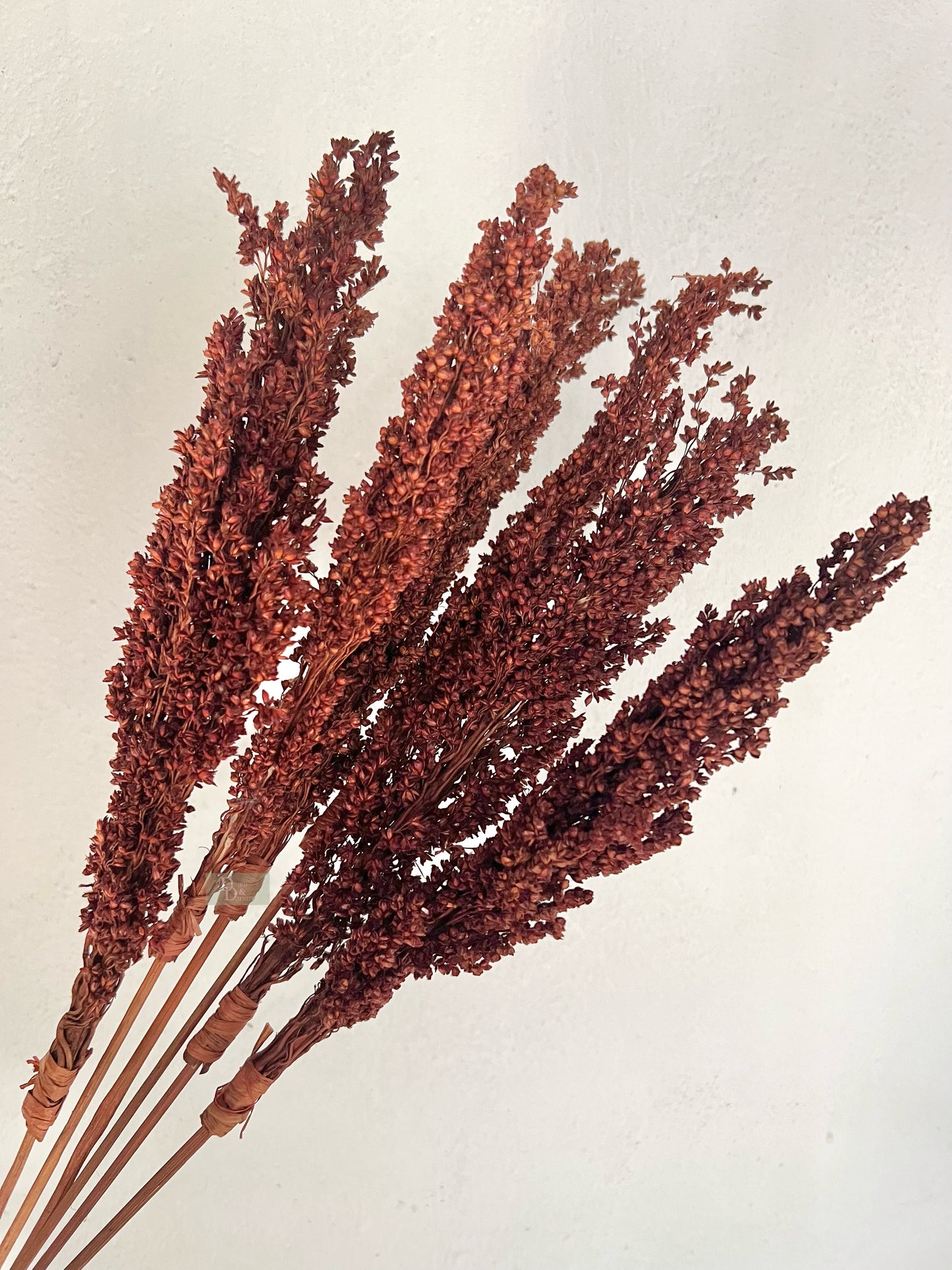 Coloured Sorghum