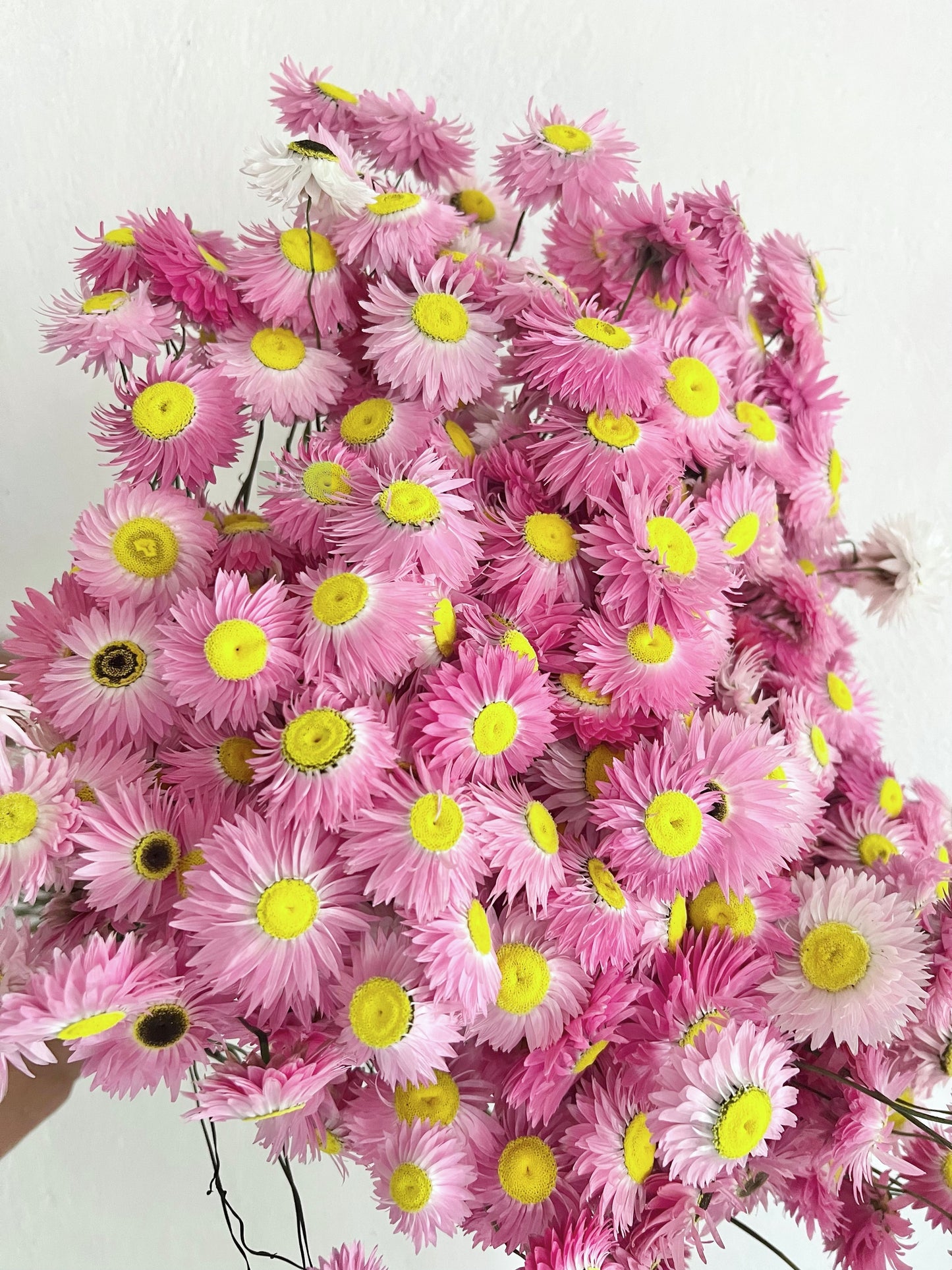 Pink paper Daisy