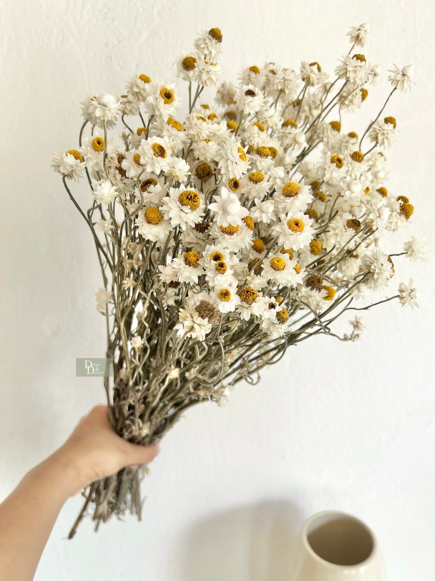 Dried Ammobium Daisy