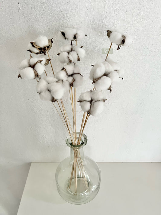 COTTON STEMS