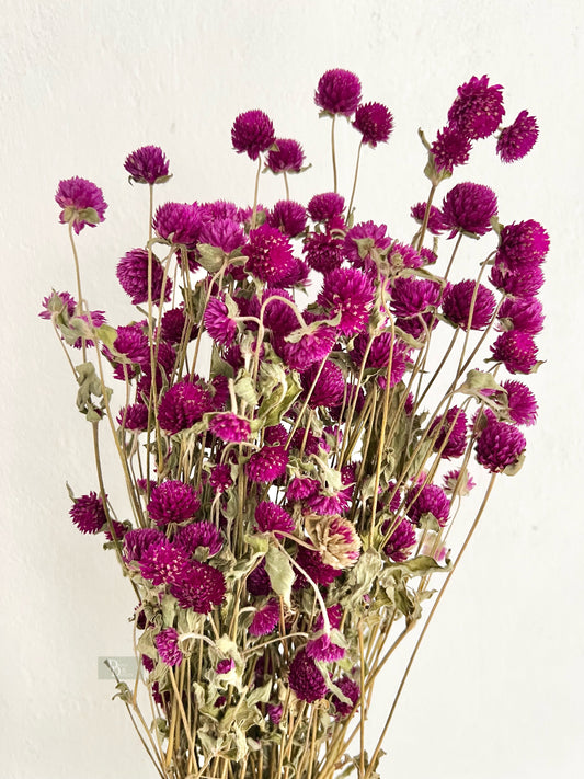 GOMPHERENA/GLOBE AMARANTH/GLOBOSA